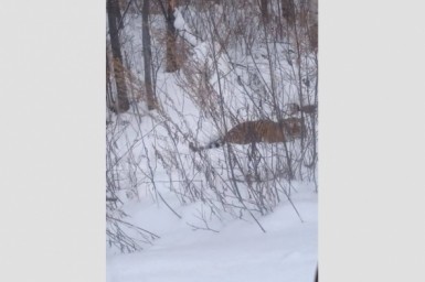 Итоги дня: липовая сгущенка, новоселье у пожарных и на каникулы раньше срока