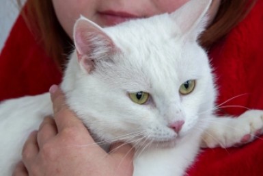 Итоги дня: X5 Group в Хабаровском крае, труп тигренка, фейковый концерт, трехлетие Алмаза