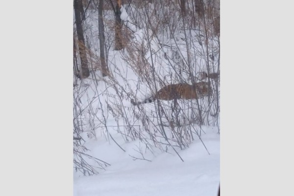 На тигра наткнулись жители села Гвасюги в Хабаровском крае