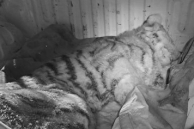 Итоги дня: X5 Group в Хабаровском крае, труп тигренка, фейковый концерт, трехлетие Алмаза