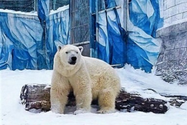 Итоги дня: X5 Group в Хабаровском крае, труп тигренка, фейковый концерт, трехлетие Алмаза