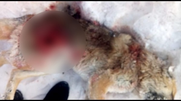 Хвостатого любимца школьников по кличке Шарик застрелили в Хабаровске Хвостатого любимца школьников по кличке Шарик застрелили в Хабаровске