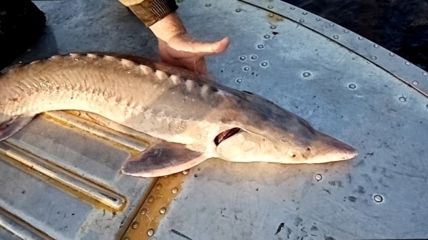 Перед судом предстанет шайка браконьеров за вылов осетра в Хабаровском крае