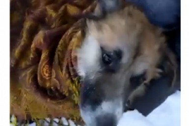 Итоги дня: "Гроза" в городе, налетчик с ножом, спасение Джека, и кухонная мокрушница