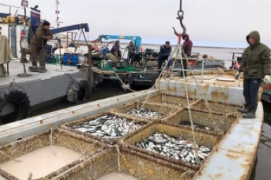 Итоги дня: наглая тигрица,  ограбил родственников и 900 вакансий