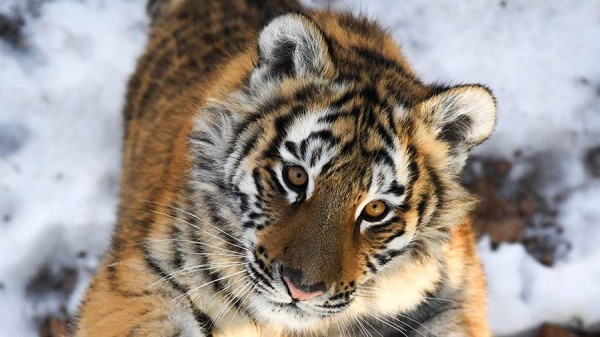 В Хабаровском крае нашли погибшего амурского тигренка
В Хабаровском крае нашли погибшего амурского тигренка