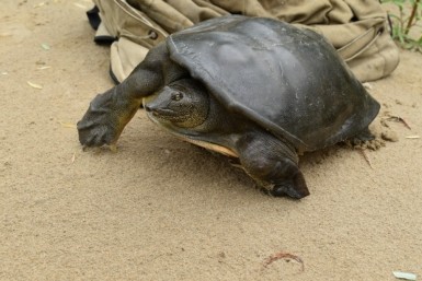 Итоги дня: ДТП с пострадавшими, ФСБ пресекла незаконный вылов, редких черепах защитят
