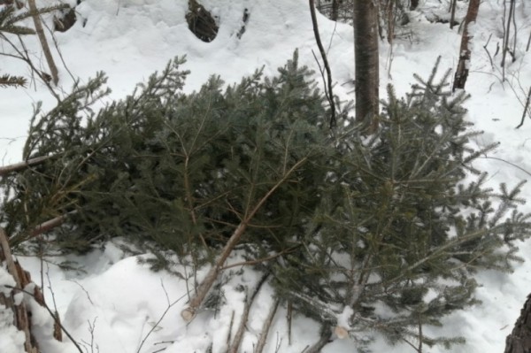 В Хабаровском крае выявлено 30 фактов незаконной рубки леса