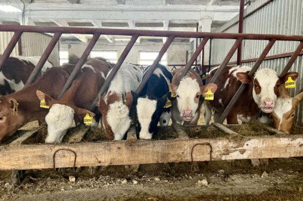 Благодаря искусственному осеменению в Хабаровском крае родились 350 телят