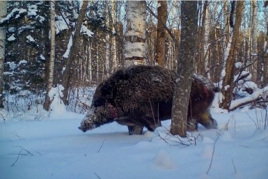 Итоги дня: Бикин без воды, тигр отдыхает у дороги, мороз крепчает и "фотосессия" вепря