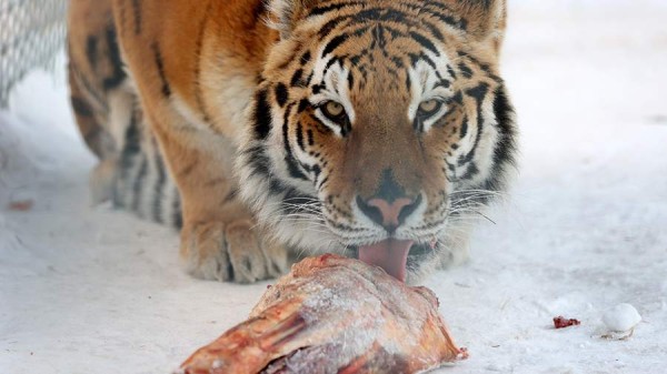 Тигры загрызли больше десяти собак за неделю в Хабаровском крае
