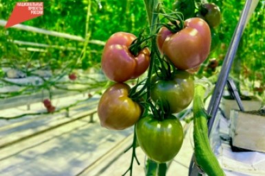 Итоги дня: заклинатель собак, гибель в огне, авто подо льдом, выбираем "Мисс ДВ"