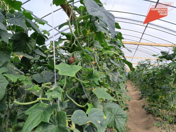 Фермеров Хабаровского края консультируют по получению государственной поддержки