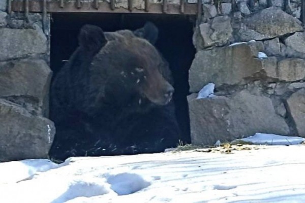 Бурая медведица Дива проснулась в зоосаде "Приамурский" в Хабаровске Бурая медведица Дива проснулась в зоосаде "Приамурский" в Хабаровске