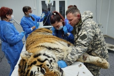 Итоги дня: Масленица в Хабаровске, Дегтярев под санкциями США, раненый тигр