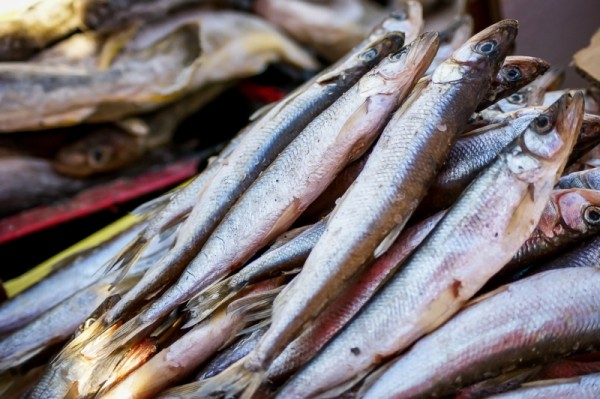 В нелегальной перевозке свыше 237 кг икры осетра и калуги обвиняют хабаровчанина