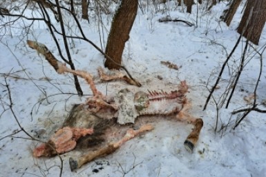 Итоги дня: последнее слово Фургала, приезд Трутнева, остались лишь кости