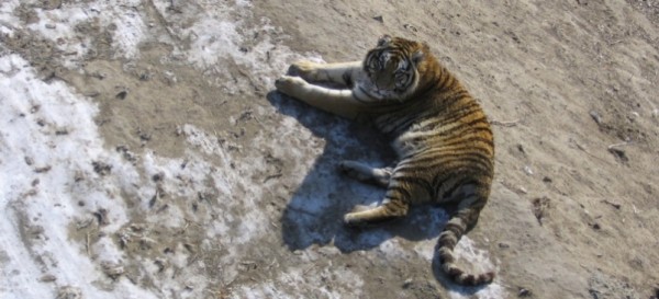 Тигр загрыз трех собак и 10 кроликов у жителей поселка 13-км в Биробиджане