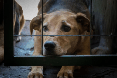 Итоги дня: заклинатель собак, гибель в огне, авто подо льдом, выбираем "Мисс ДВ"