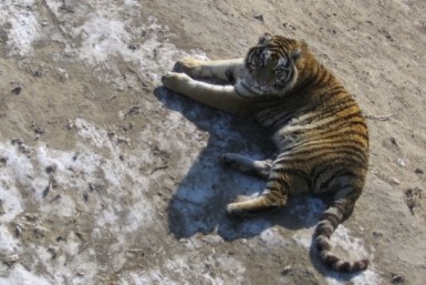 Итоги дня: охотник в шоке, порыв труб, кража надувной куклы и криминальный автосервис