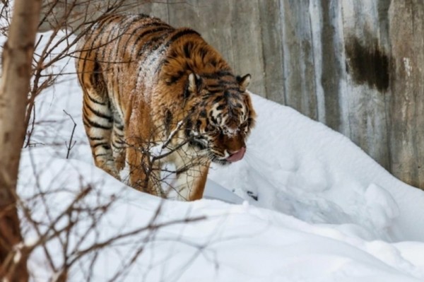 Собаки закончились, лошади на исходе: тигр в Нанайском районе своим меню пугает сельчан