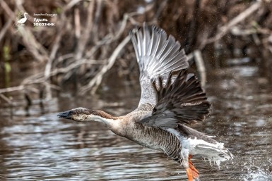 Итоги дня: последнее слово Фургала, приезд Трутнева, остались лишь кости