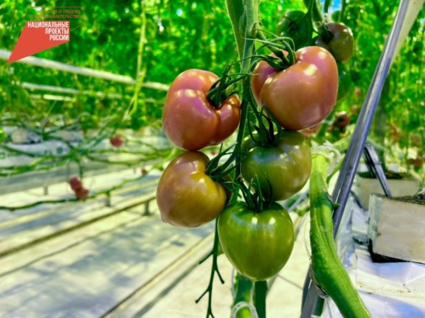 Свыше 35 млн рублей было выдано получателям гранта "Агростартап" в Хабаровском крае