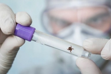 Итоги дня: почему тигры убивают, нарушения подачи тепла, фирмы-однодневки в Хабаровске