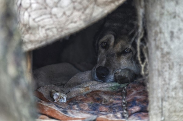 В Хабаровске заживо сожгли собаку