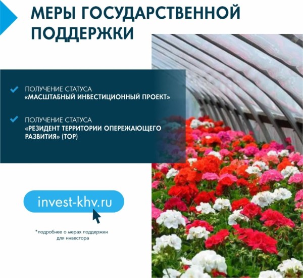 Тюльпаны, розы и хризантемы предлагают выращивать в Хабаровском крае