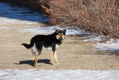 Итоги дня: цветы и санкции, дамы в хабаровской политике и "километры красоты"