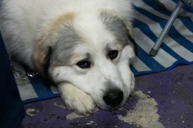 Итоги дня: регион в снежном плену, изменщицу не узнали, а виновен ли тигр?