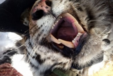 Итоги дня: "Конфликтный" тигр,  уникальные дроны и единое пособие