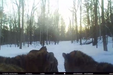 Итоги дня: как в пещере, тигриные шалости, отстаем по стадионам и Движение первых