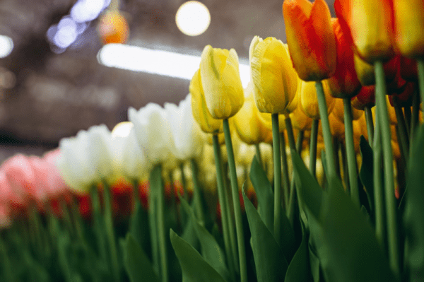 Тюльпаны, розы и хризантемы предлагают выращивать в Хабаровском крае