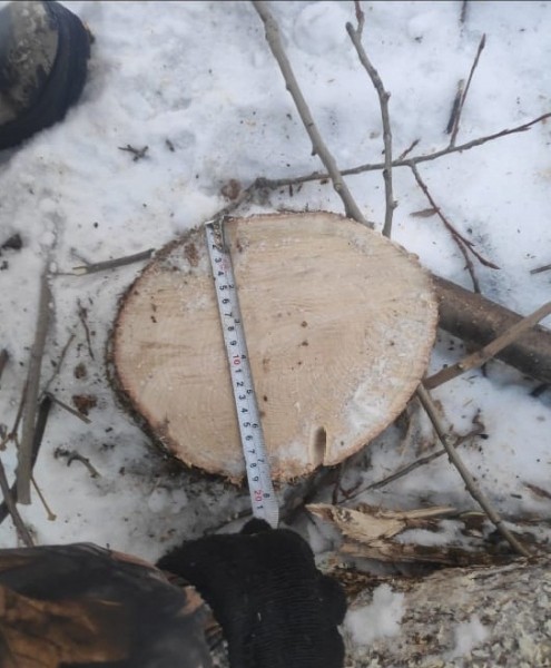 До двух лет лишения свободы за незаконную вырубку деревьев грозит жителю Вяземского района