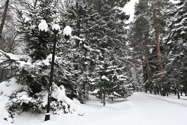 Итоги дня: регион в снежном плену, изменщицу не узнали, а виновен ли тигр?