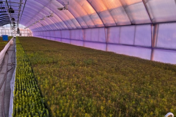 Новые технологи внедряет "Ванинский центр лесоводства" в Хабаровском крае