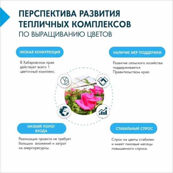 Тюльпаны, розы и хризантемы предлагают выращивать в Хабаровском крае