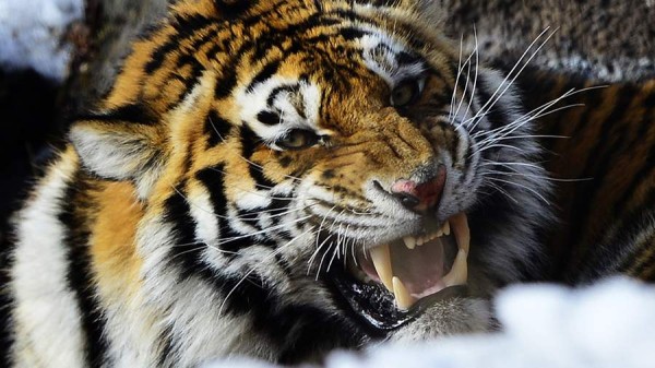 Пострадавший из-за нападения тигра охотник находится в тяжелом состоянии
Пострадавший из-за нападения тигра охотник находится в тяжелом состоянии