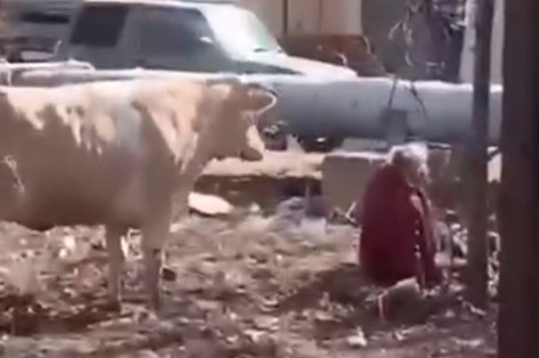 У тигров появился конкурент: разъяренная корова напала на пенсионерку в Хабаровске