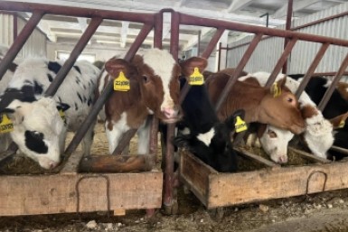 Итоги дня: Элла Памфилова в Хабаровске, тигры-сиамские близнецы, дороги перекроют