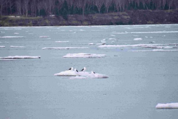 Лучшие фотографии Хабаровского края за неделю из соцсетей