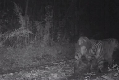 Итоги дня: Элла Памфилова в Хабаровске, тигры-сиамские близнецы, дороги перекроют