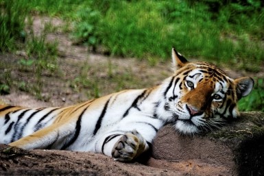 Итоги дня: провалился под лед, грандиозная стройка бассейна и гибель амурского тигра