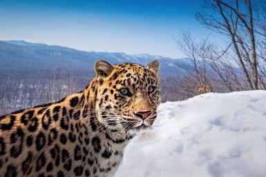 Итоги дня: летний маршрут, суперселфи, птицефабрика заработала, аферисты под стражей