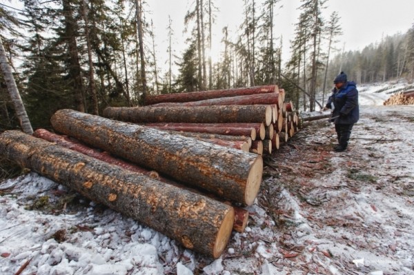 Япония и Корея отказываются от дальневосточного леса