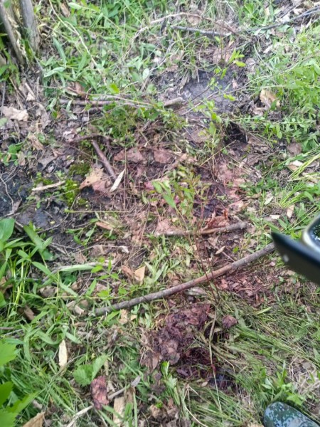 Под Уссурийском тигр напал на девушку, не обратившую внимания на предупредительный рев