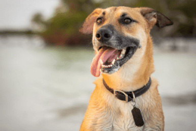 Итоги дня: питьевой брак, трупы в пожаре, "черный" оружейник и штрафы  за самовыгул собак