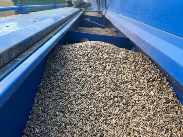 Сев ранних зерновых завершается в Хабаровском крае